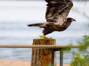 Juvenile Bald Eagle 