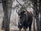 Teddy Roosevelt National Park