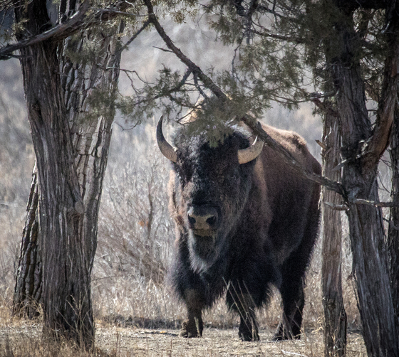 Teddy Roosevelt National Park