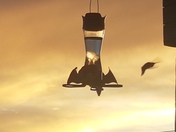 Hummingbirds in Naramata