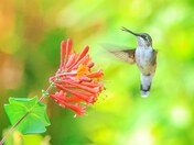Ruby-throated hummingbird part 2 2023 collection