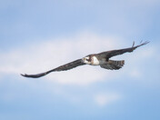 Osprey 2023