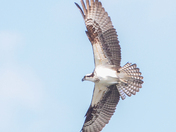 Osprey 2023