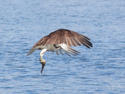 Osprey 2023