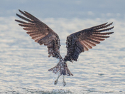 Osprey 2023