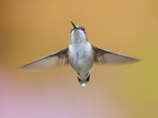 Ruby-throated hummingbird 2023 