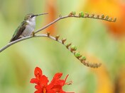 Ruby-throated hummingbird 2023 