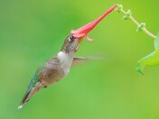 Ruby-throated hummingbird 2023 