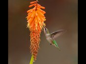 Ruby-throated hummingbird 2023 