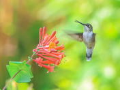 My Ruby-Throated Hummingbirds collection 2023