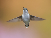 My Ruby-Throated Hummingbirds collection 2023