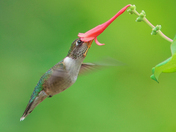 My Ruby-Throated Hummingbirds collection 2023