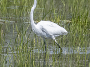 Egret fishing