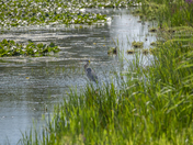 Egret fishing