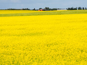 Field of joy