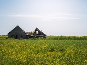 Field of joy