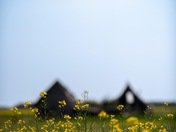Field of joy