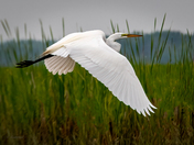 White Wings - Great Egret