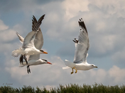 Landing Gear Down