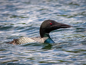 Common Loon