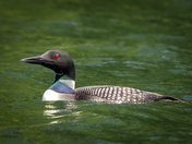 Common Loon
