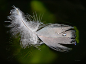 Feather with Water Drops