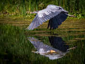 Great Blue Heron - Reflection