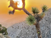Joshua Tree National Park