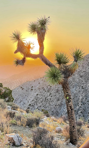Joshua Tree National Park