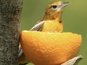Baltimore Oriole 