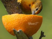 Baltimore Oriole 