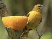 Baltimore Oriole 