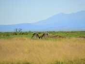 Maxwell National Wildlife Refuge