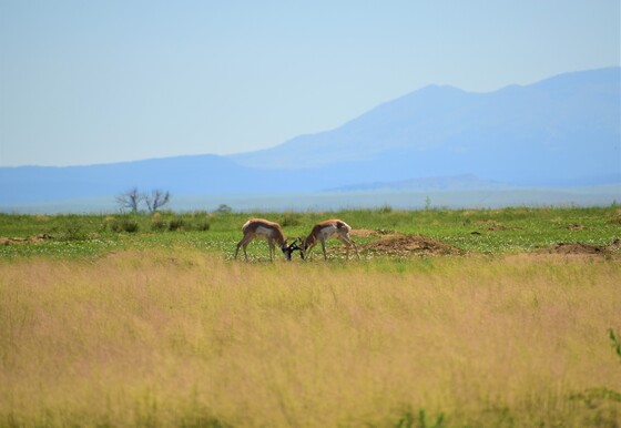 Maxwell National Wildlife Refuge