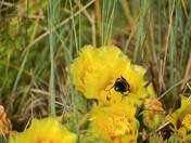 Las Vegas National Wildlife Refuge