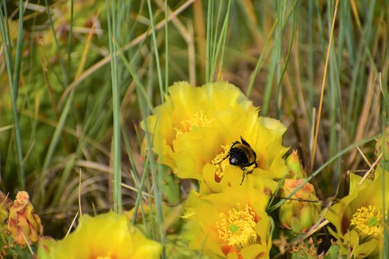 Las Vegas National Wildlife Refuge