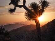 Joshua Tree National Park