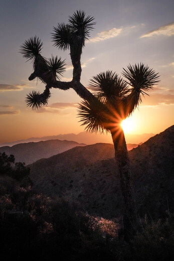 Joshua Tree National Park