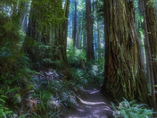 Redwood National Park