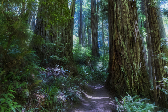 Redwood National Park