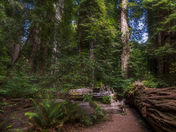 Redwood National Park