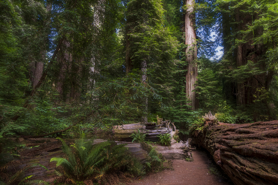 Redwood National Park