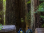 Redwood National Park