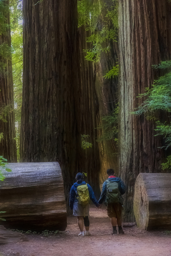 Redwood National Park