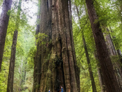Redwood National Park