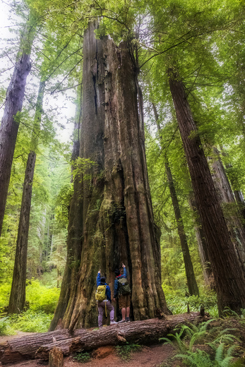 Redwood National Park