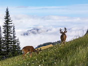 Olympic National Park