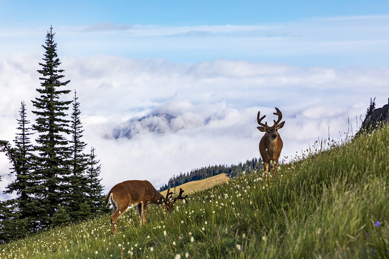 Olympic National Park