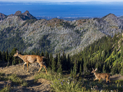 Olympic National Park
