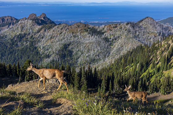 Olympic National Park